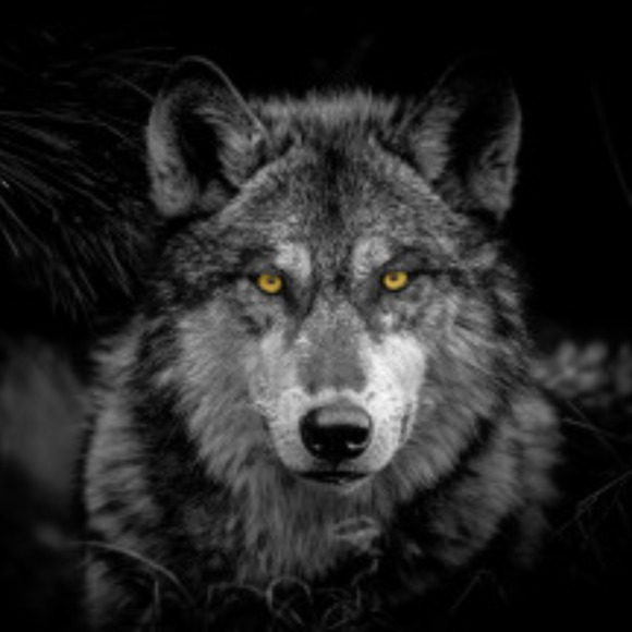 lwolfe3
